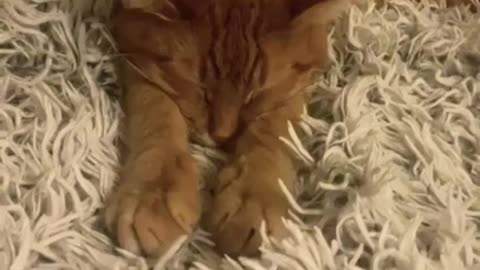 She does sleep at night- Funny Cats - Jealous 🐈 Cats