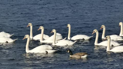 Amazing birds//beautifulbirds/nature lovers