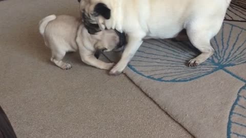 Nanny pug entertains playful puppy