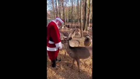 Santa Chooses Some Deer as Backup to Pull His Sleigh