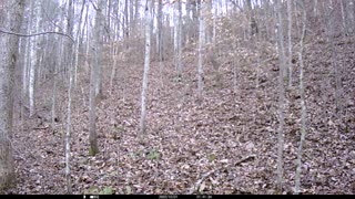 Two Coyotes Following a Doe 12-1-2022