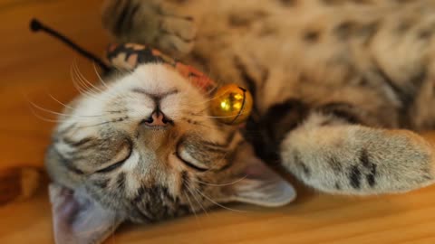 Cute Cat Kitten Sleeps - Very Cute