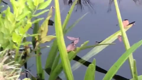 Manatee Homosassa Springs