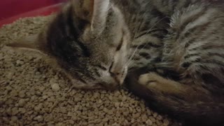 Snoring kitten makes cutest noises ever