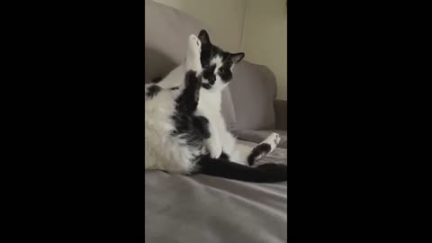 Best funniest cats videos