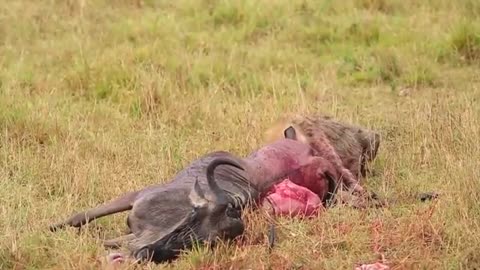 Hyena Eats Wildebeest Alive