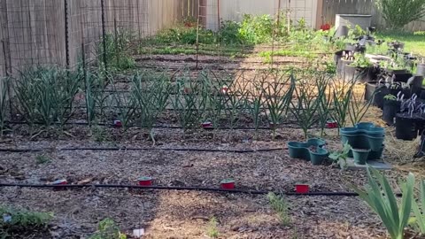May Vegetable Garden Update and Tour - Zone 7a