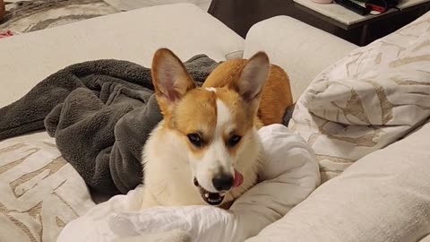 Does your corgi steal your spot like this? 🐶🤣