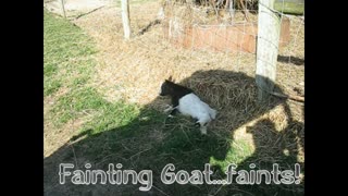 Fainting Goat Faints