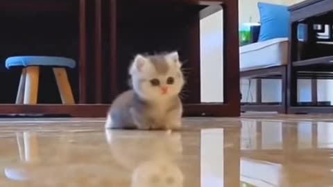 Cute cat | cute animals video| cute video|