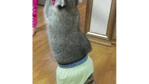 Raccoon wears owner's underwear