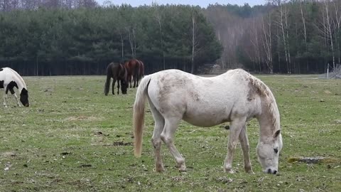 Grey horse grazing