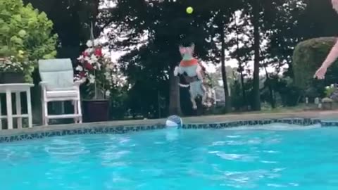 Athletic dog jumps into pool while catching tennis ball in mid air