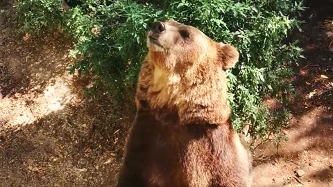 Funny bear