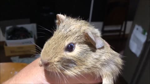 Two Tone Brown Guinea Pig