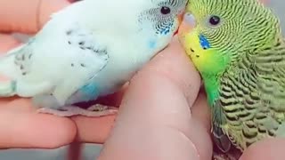 cute parrots