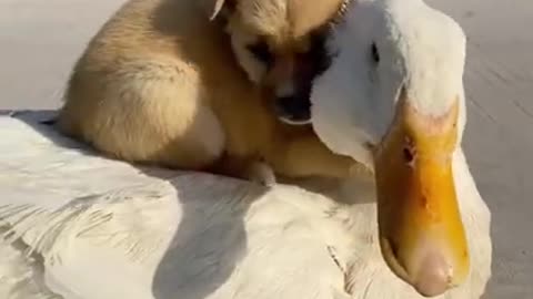 Funny baby animals videos - 35