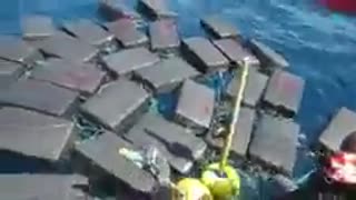 Coast guard find a large sea turtle entangled in $53 million worth of cocaine