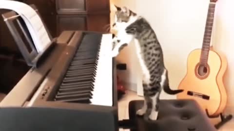 Cat playing a piano 😻| cat playing a professional piano