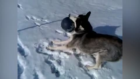 Husky Can't Let It Go