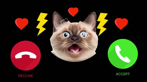 cat apple ringtone phone cute cats funny