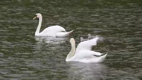 nature Swans