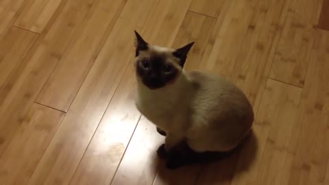 My tonkinese cat sounds like an alien