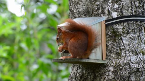 look how beautiful the squirrel eating on top of the tree