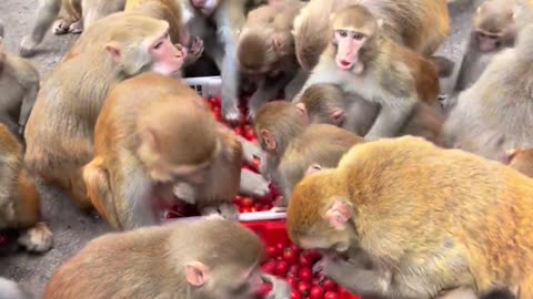 Monkey eating some fruits