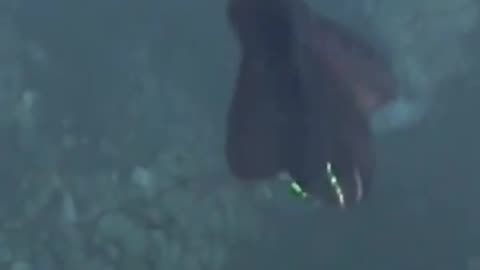 This creature transformed underwater. what is it_ #fishing #aquarium #ocean #seacreatures