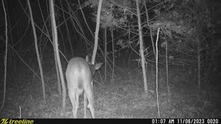 Whitetail Deer