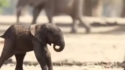 Baby Elephant’s First Steps