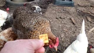 Human fails his chickens as he's never failed them before.