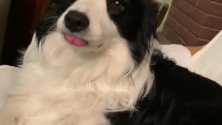Border Collie Can't Contain Its Tongue