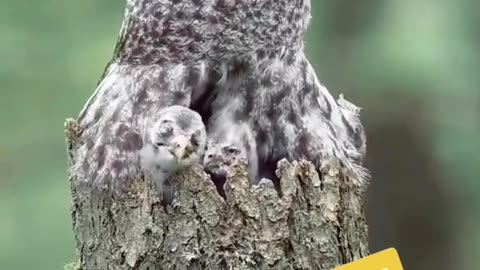 Heartwarming Sight: An Owl and Her Adorable Owlet