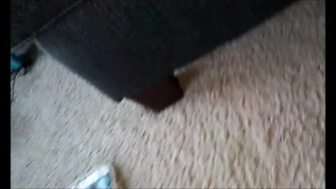 Cat Vs. Phone