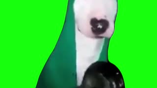 Dog Hitting Pan | Green Screen