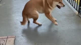 Shiba Inu does happy dance after getting brushed