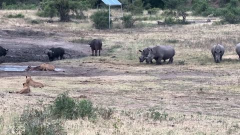 Rhino Herd Bump Into Lion Pride.