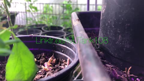 Moringa Seedlings "Growing Up Strong" #Growjo