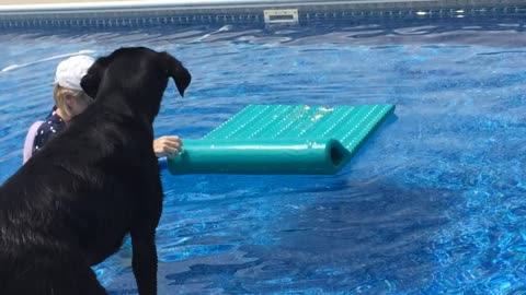 Clever dog finds hidden tennis ball