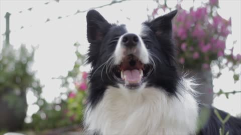 A dog panting outdoors