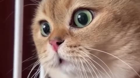 Funniest cats🐱In The World😂 Funny and Fails Pets Video #shorts #23 #cats #funny