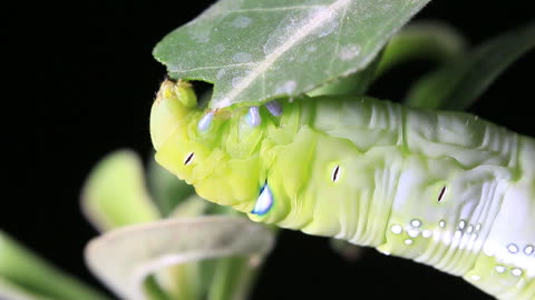 Caterpillar Eating A Big Chunk Of A Leaf