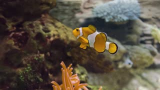 Beautiful Fish Relaxing Ocean Fish & Stunning Aquarium Relax Music 4K VIDEO ULTRA HD 60FPS