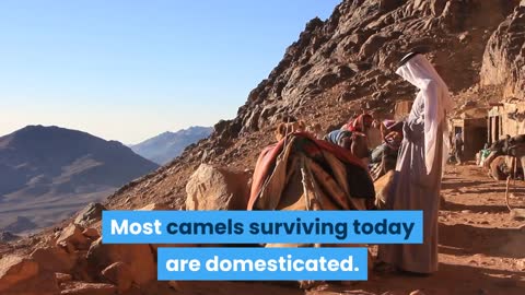 Interesting facts about camels