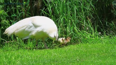 AMAZING WHITE PEACOCK DANCE •❥