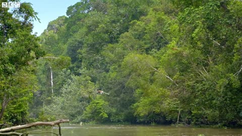 Proboscis Monkeys Leap