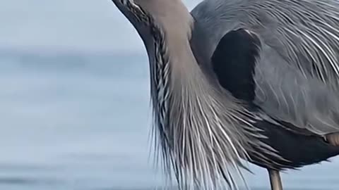 Beautiful Birds are Hunting Fish