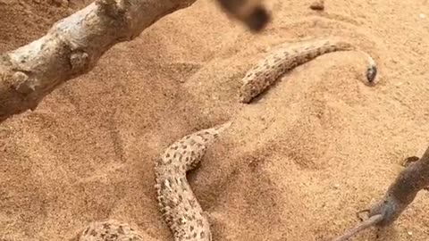 Why you should watch where you step! Peringueys Adder disappears into the sand